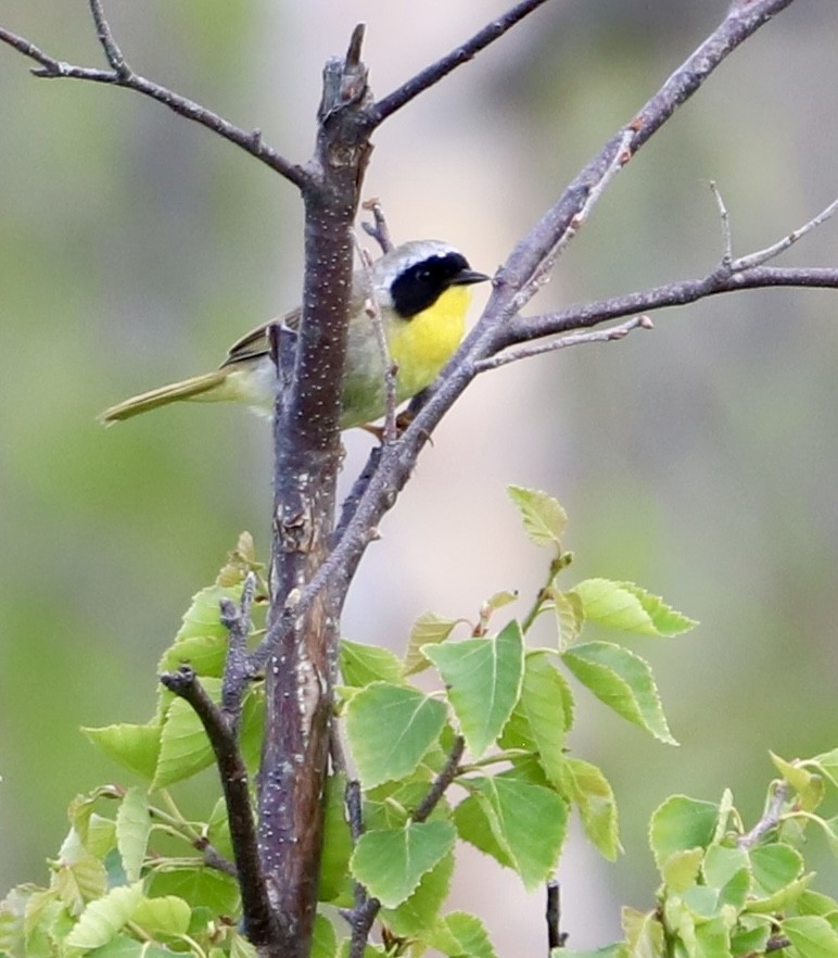 Common Yellowthroat - ML637907648