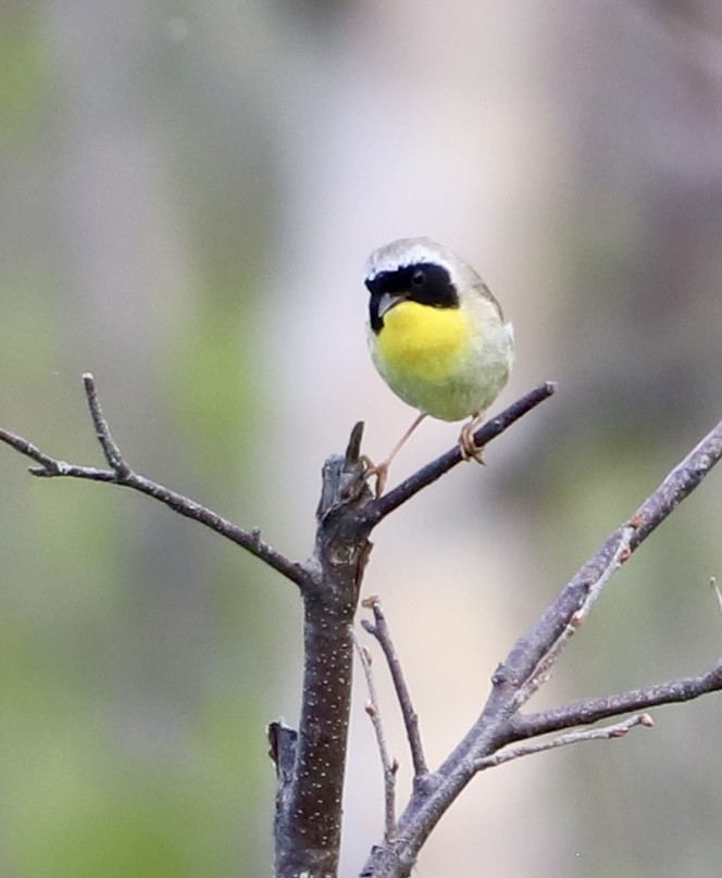 Common Yellowthroat - ML637907649
