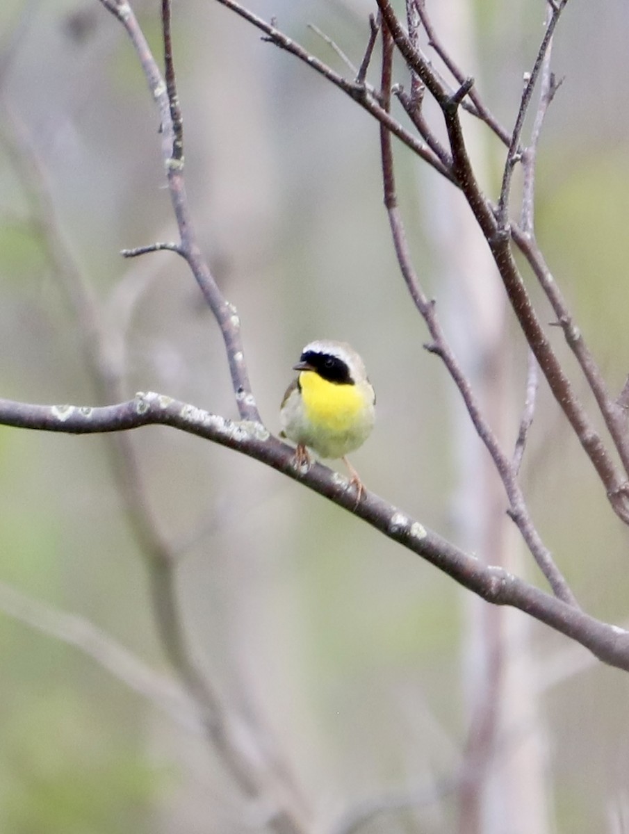 Common Yellowthroat - ML637907650