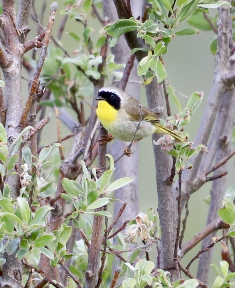 Common Yellowthroat - ML637907651