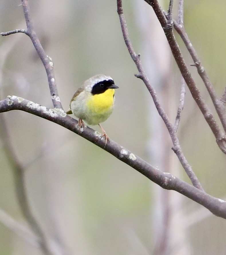 Common Yellowthroat - ML637907652