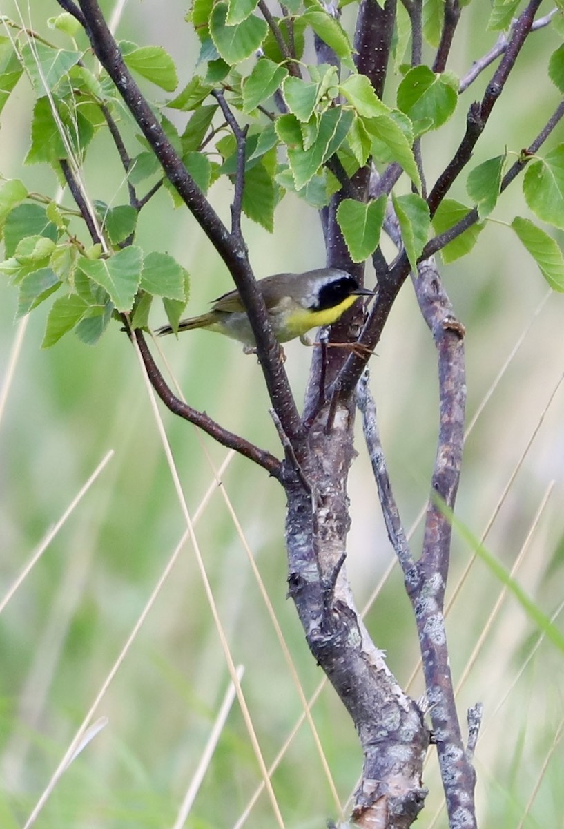 Common Yellowthroat - ML637907653