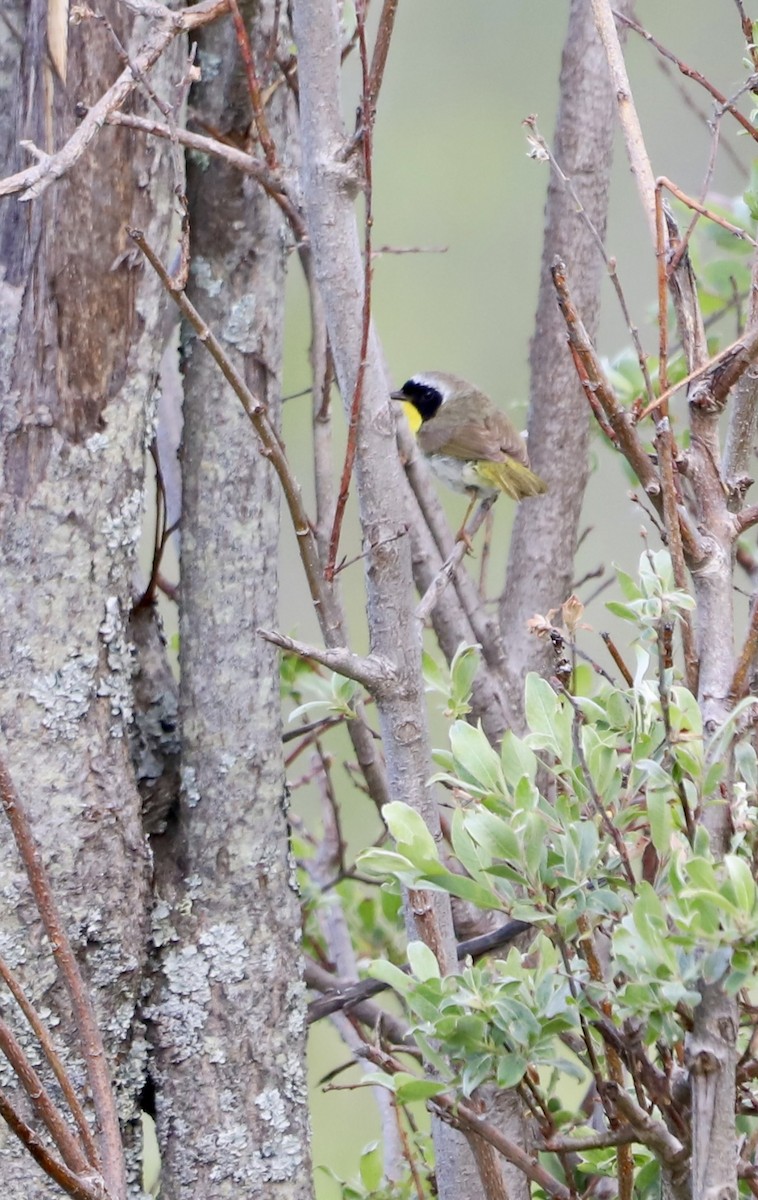 Common Yellowthroat - ML637907654
