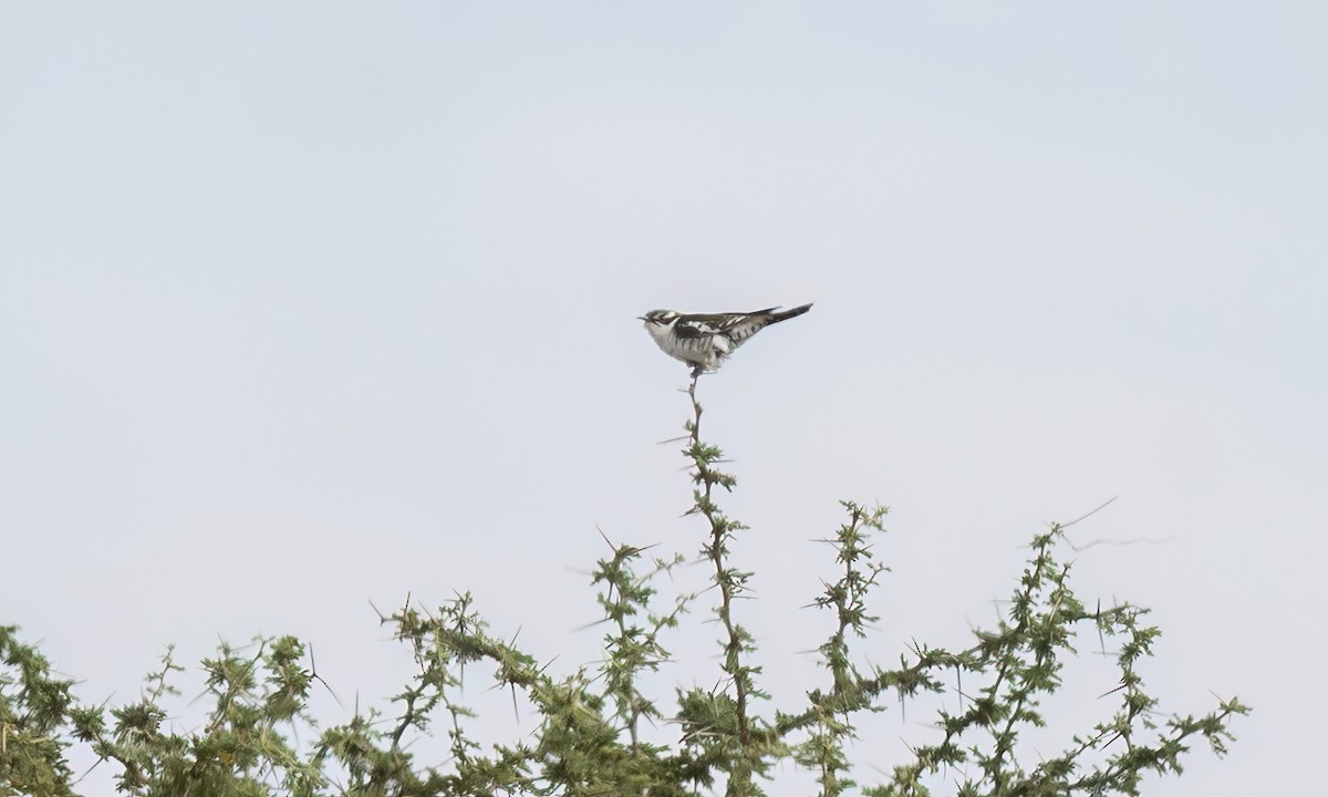 Dideric Cuckoo - ML637907660