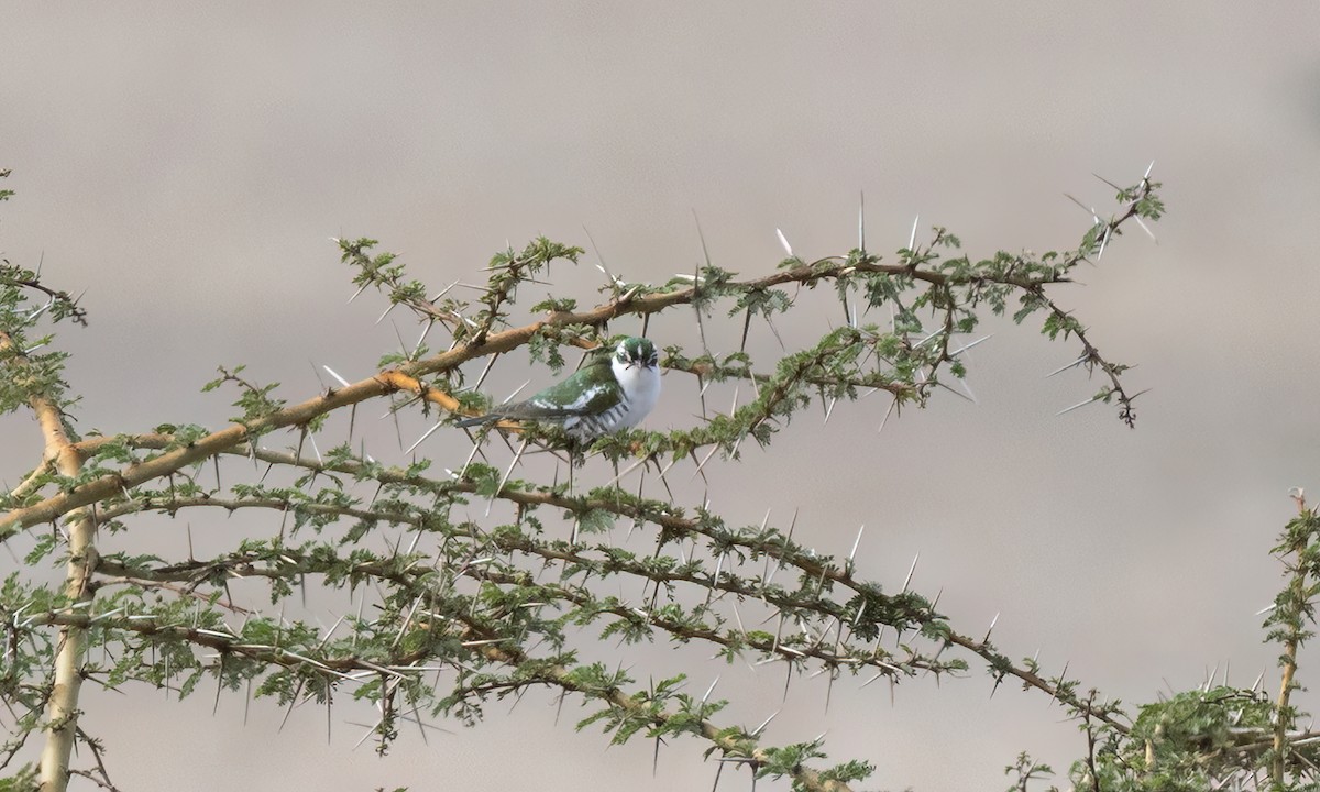 Dideric Cuckoo - ML637907661