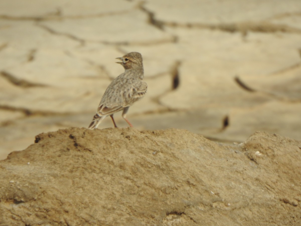 Sand Lark - ML637907721