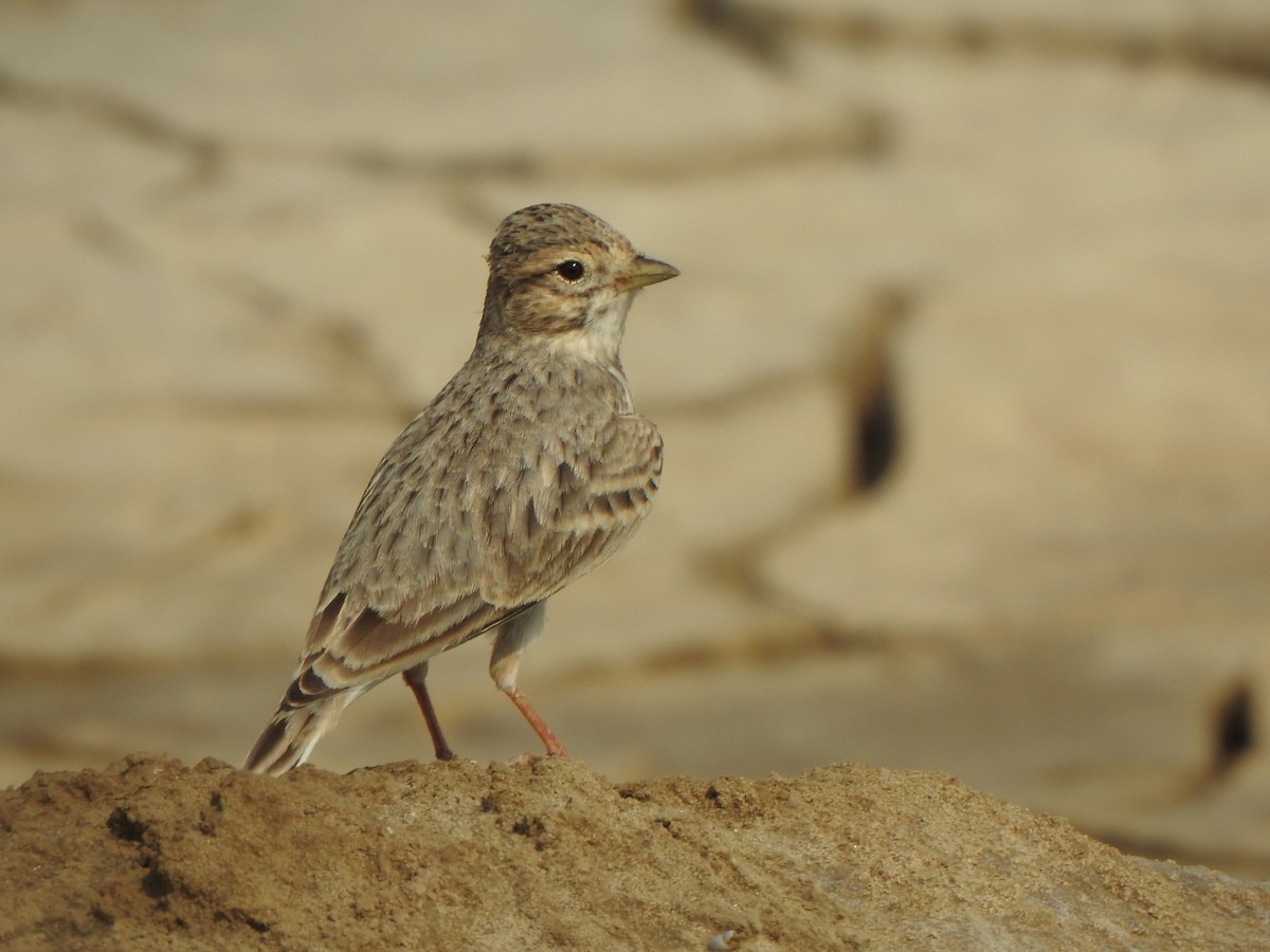 Sand Lark - ML637907722