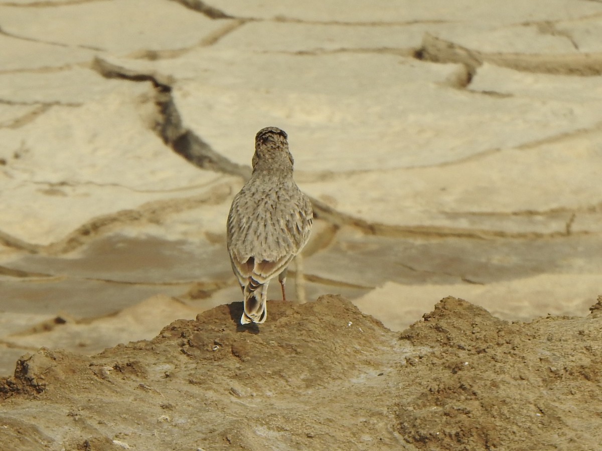 Sand Lark - ML637907723