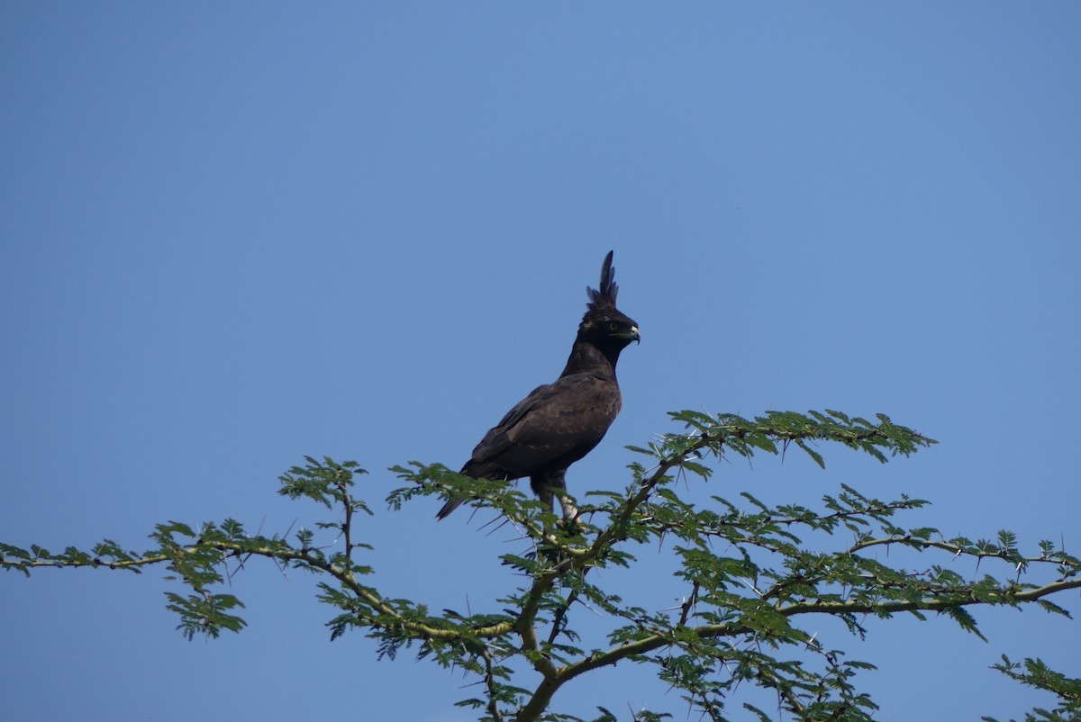 Long-crested Eagle - ML637907725