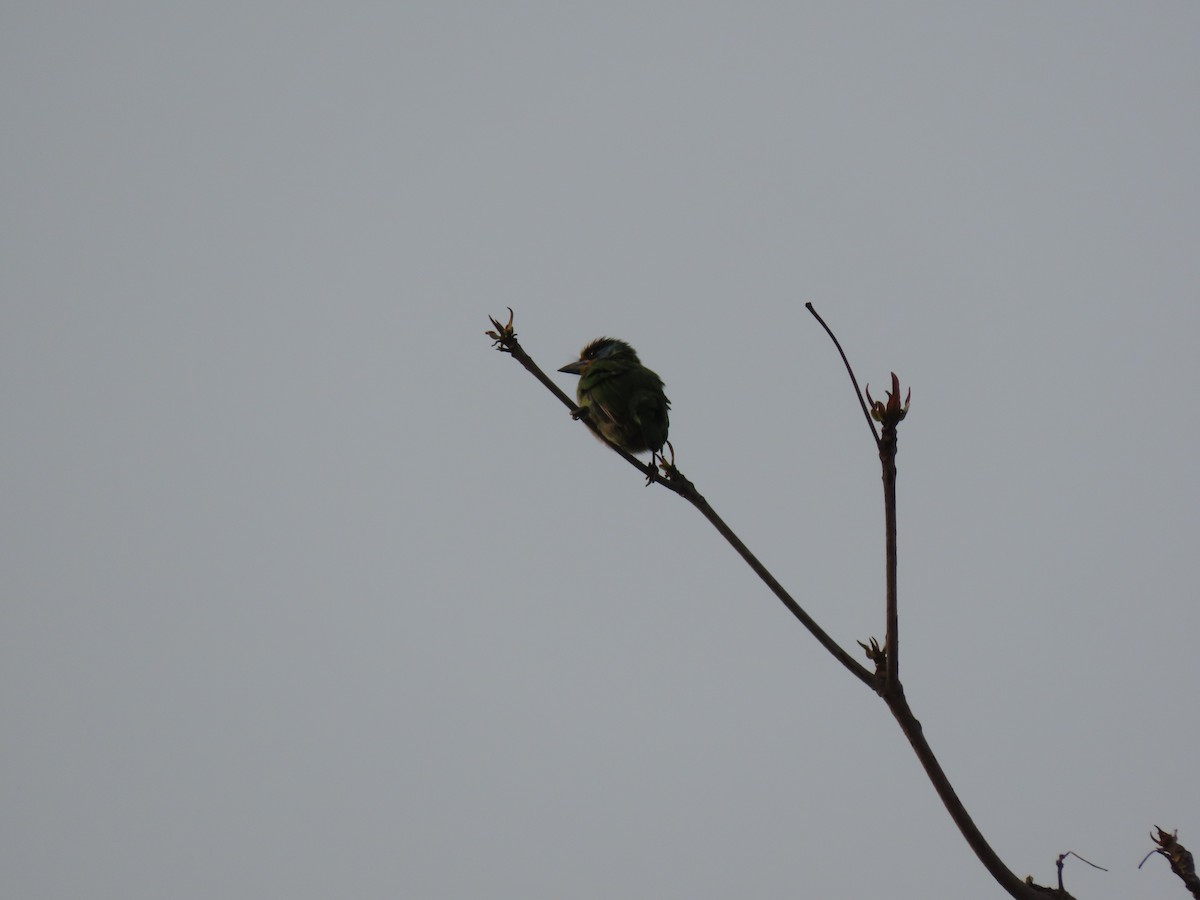 Barbu de Formose - ML637907847