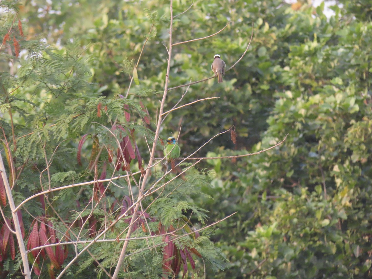 Barbu de Formose - ML637907848