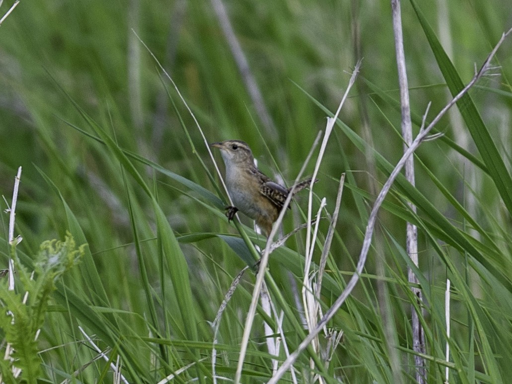 Sedge Wren - ML637907884
