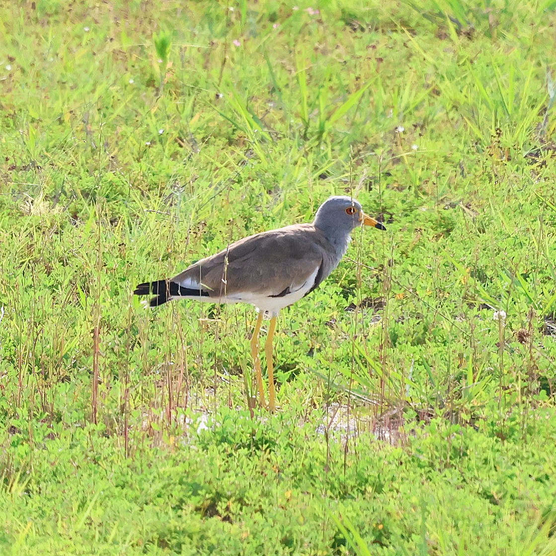 Avefría Ceniza - ML637907886