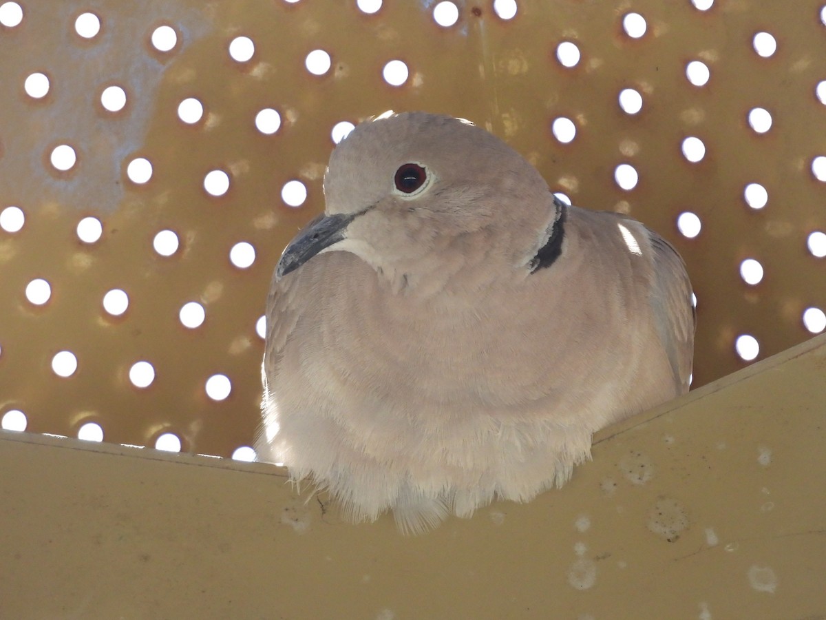 Буулгат хүүрзгэнэ - ML637907957