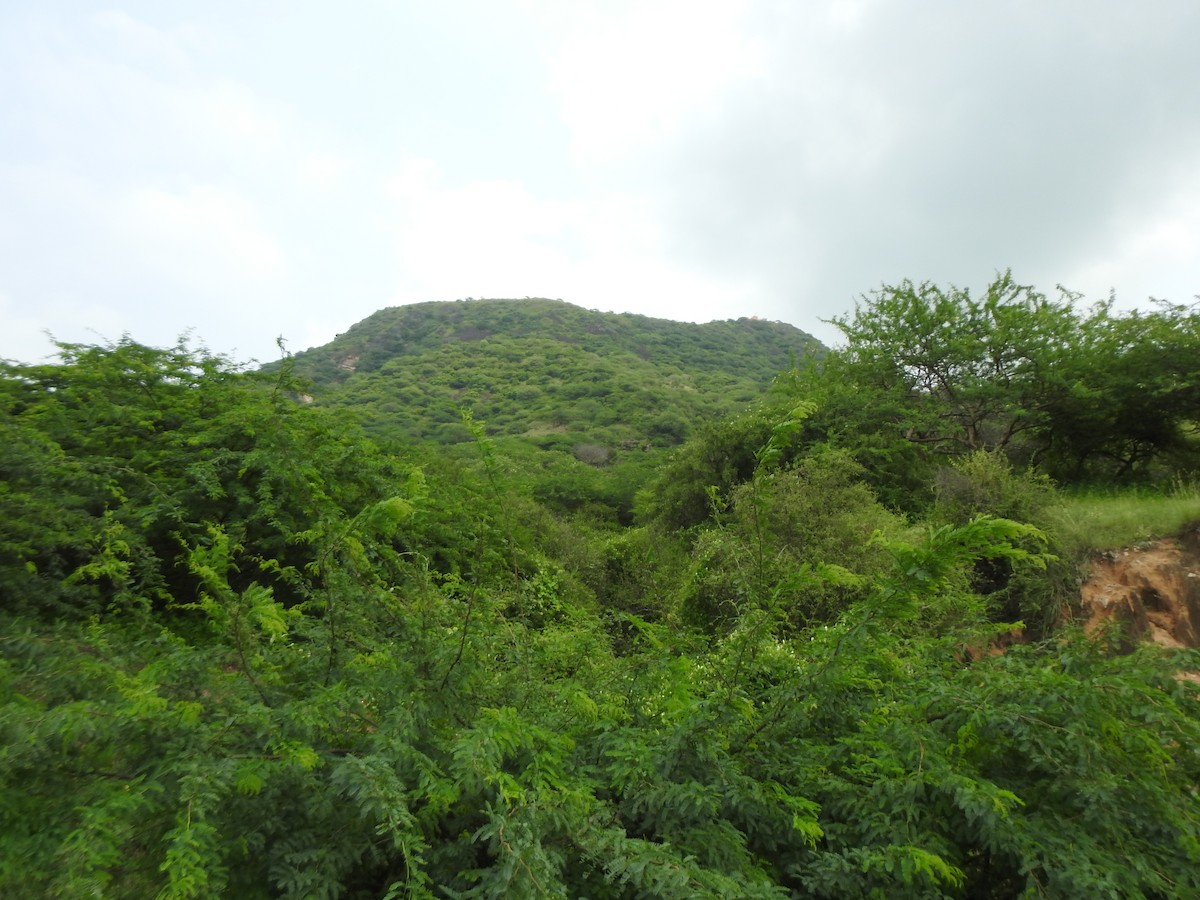 null - ML637907995