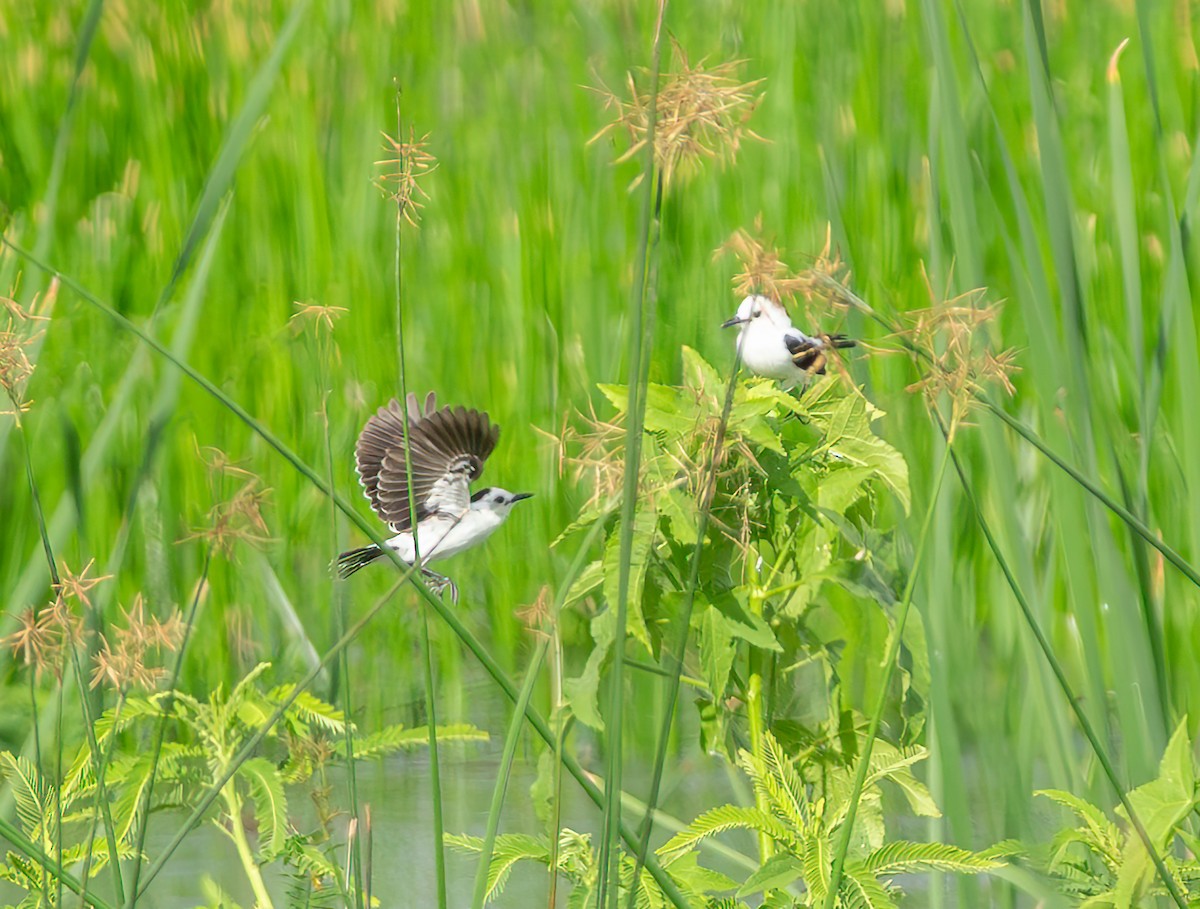 Pied Water-Tyrant - ML637908018