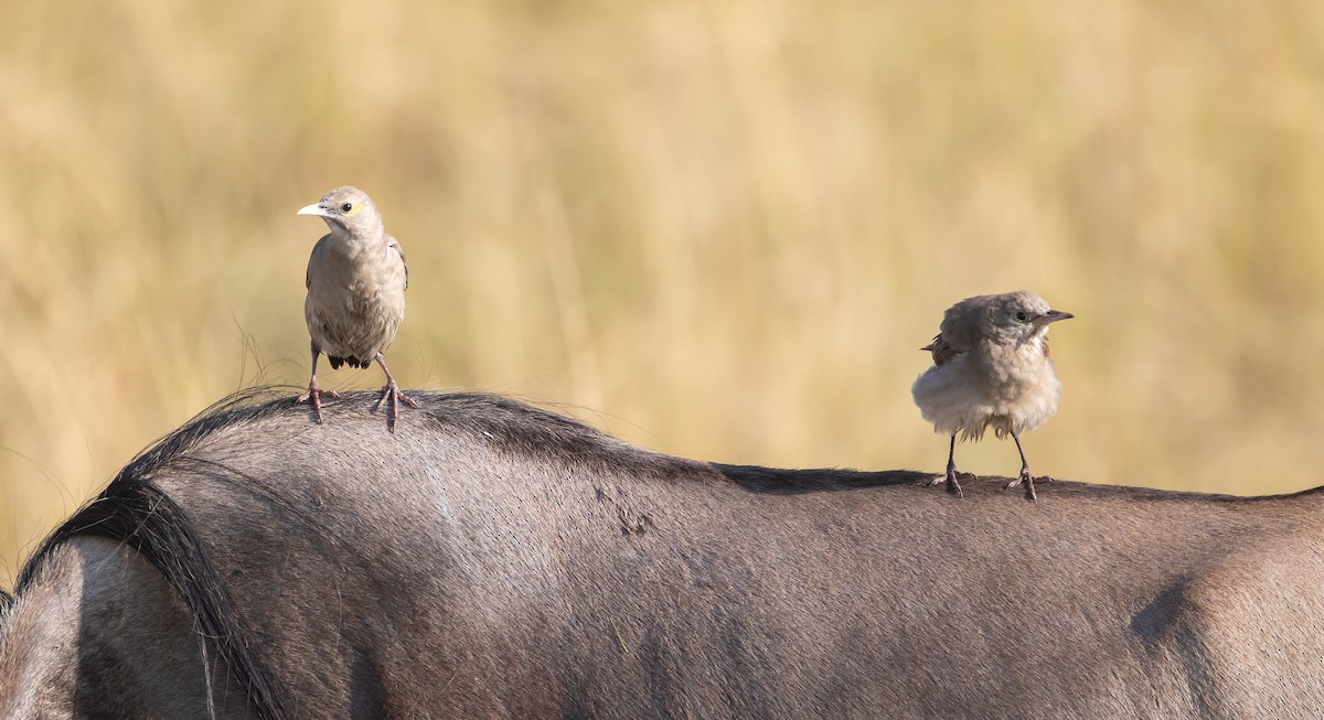 Wattled Starling - ML637908020
