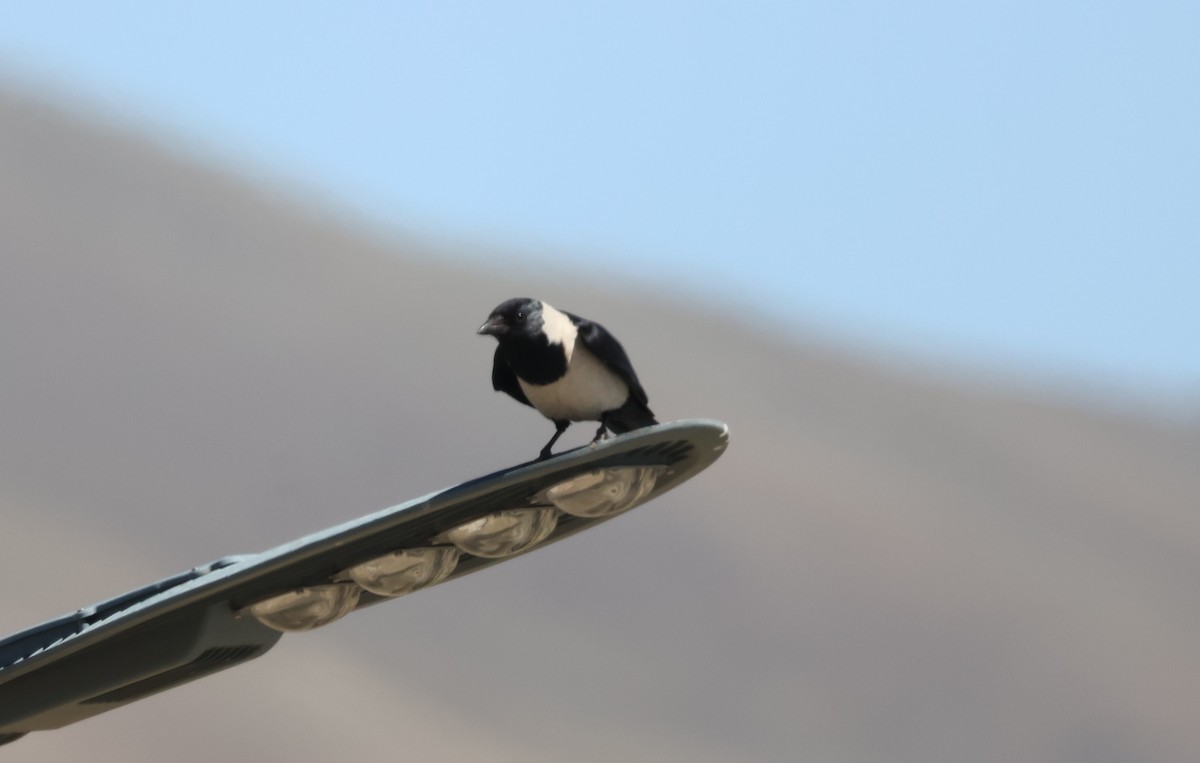 Daurian Jackdaw - ML637908043