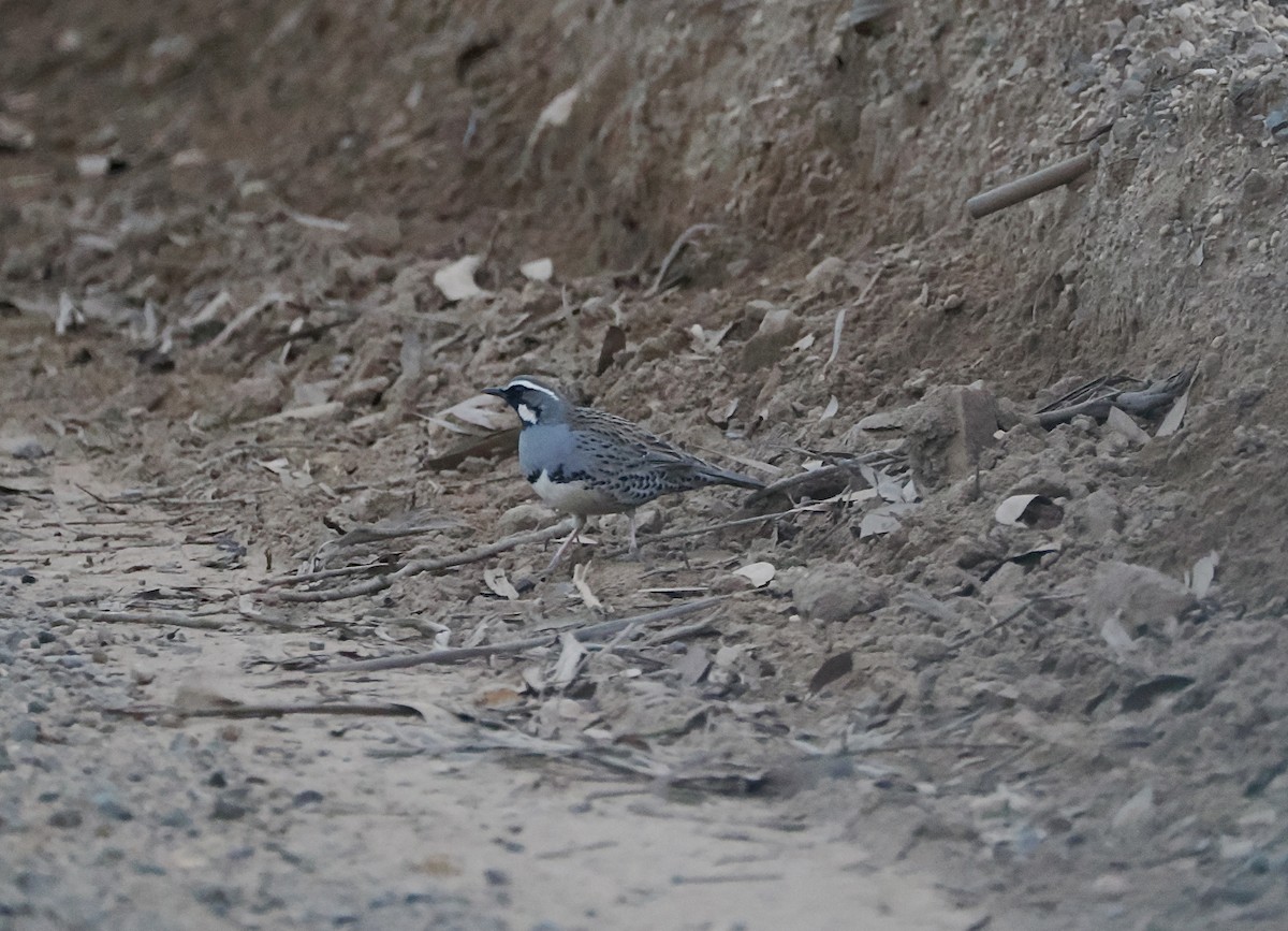 Spotted Quail-thrush - ML637908049