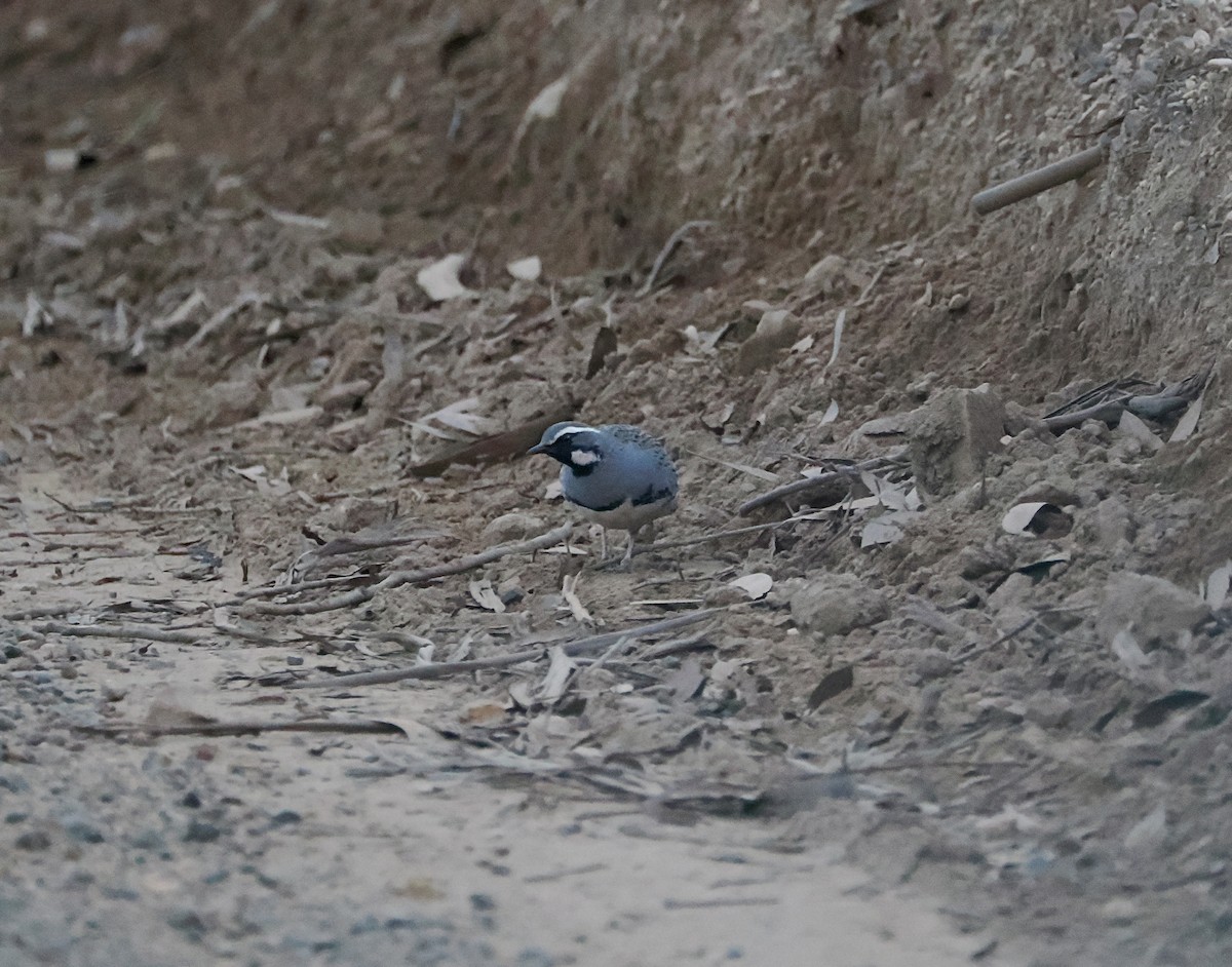Spotted Quail-thrush - ML637908050