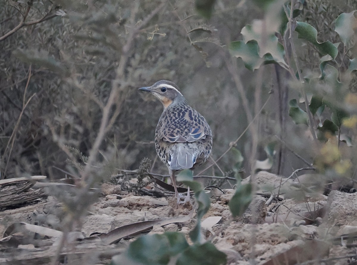 Spotted Quail-thrush - ML637908051