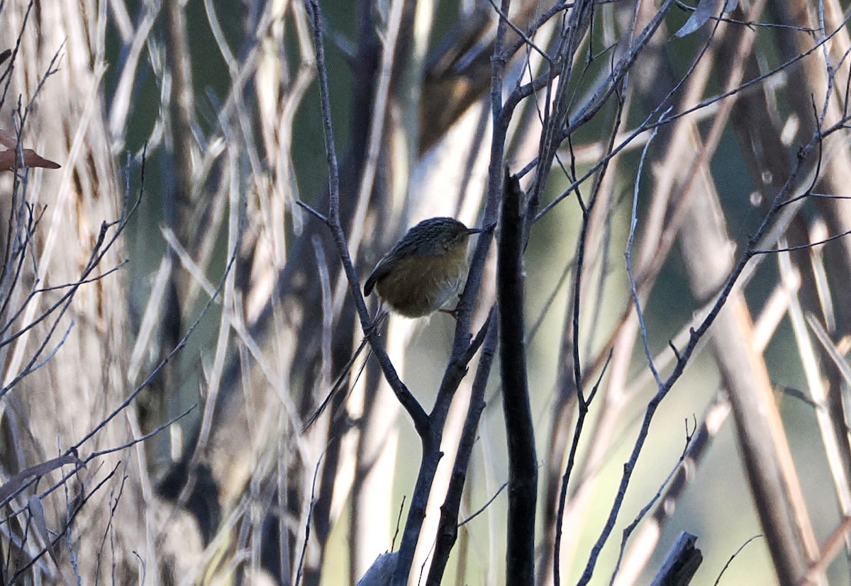 Southern Emuwren - ML637908096