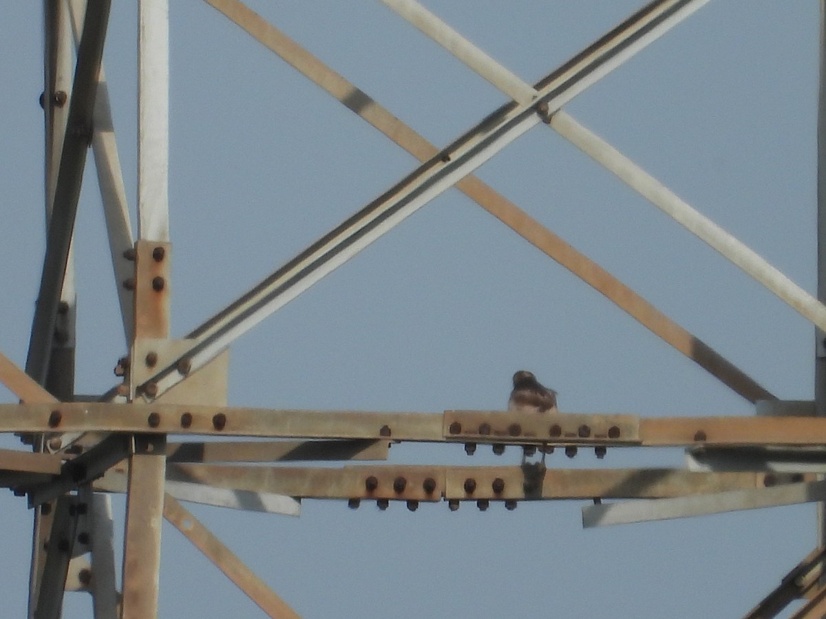 White-eyed Buzzard - ML637908107