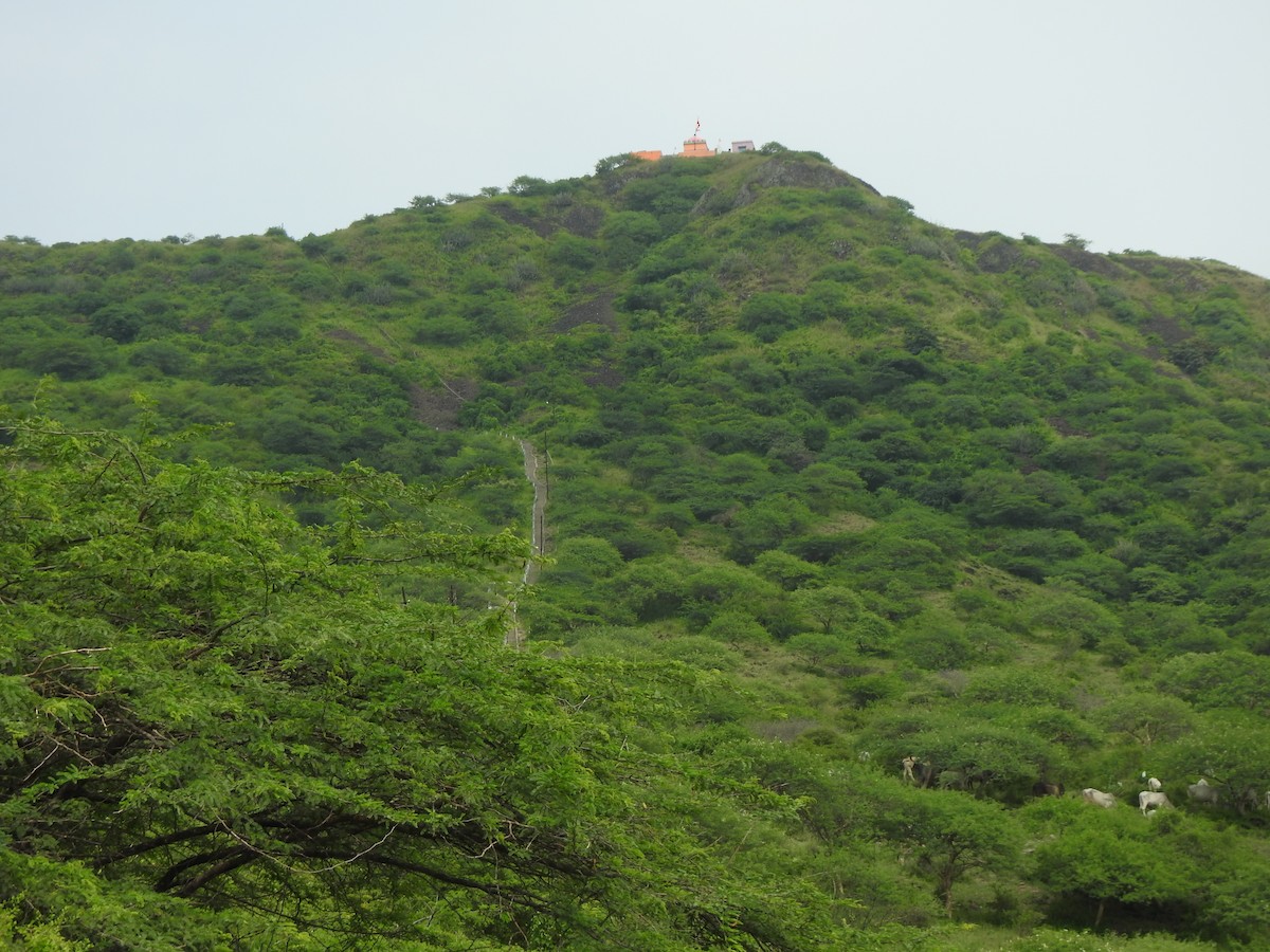 null - ML637908116
