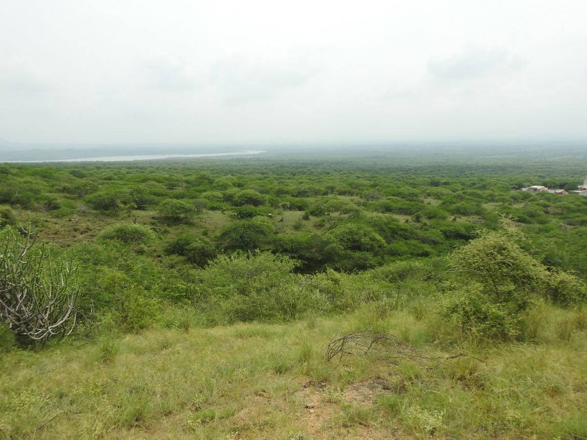 null - ML637908135