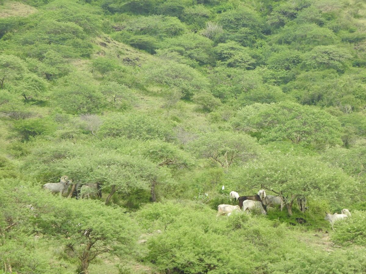 null - ML637908138