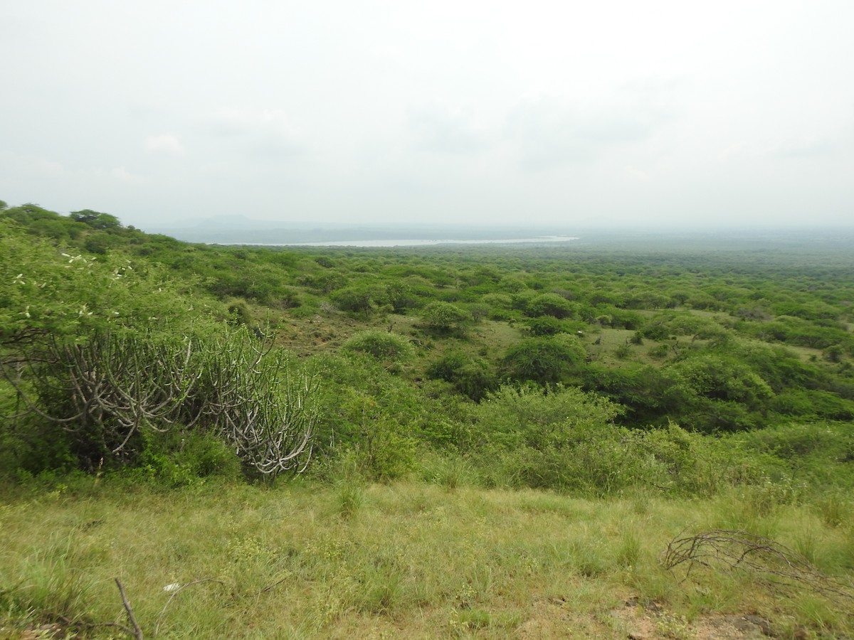 null - ML637908154