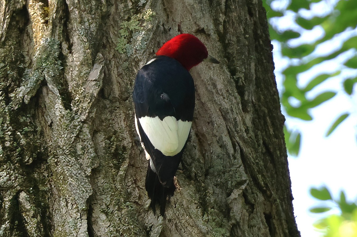 Pic à tête rouge - ML637908164