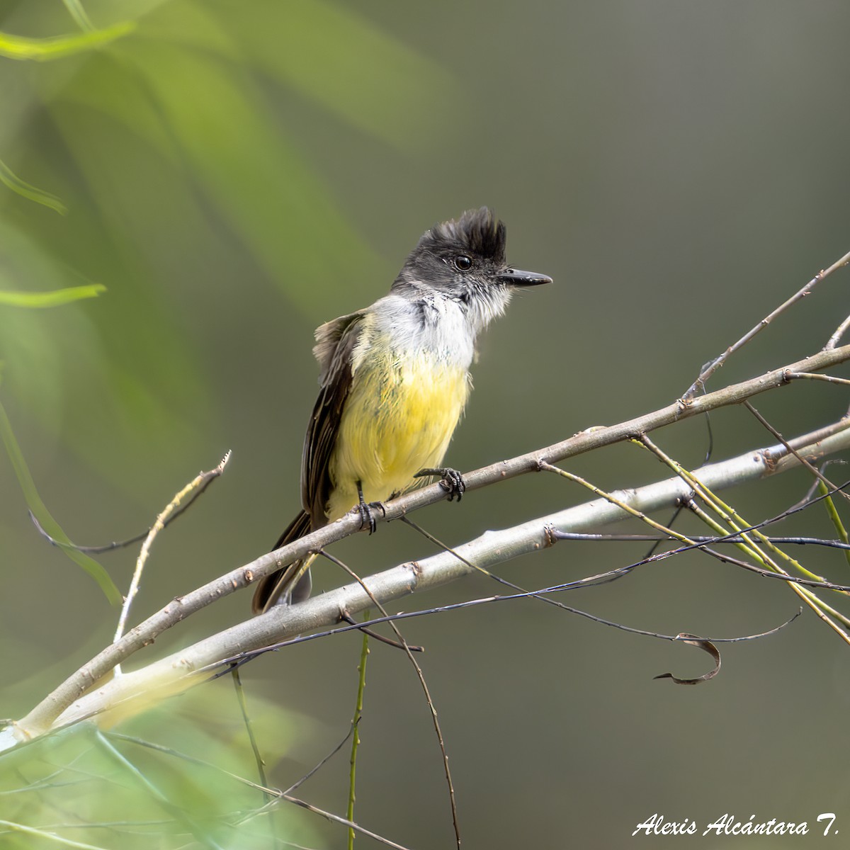 Dusky-capped Flycatcher - ML637908251