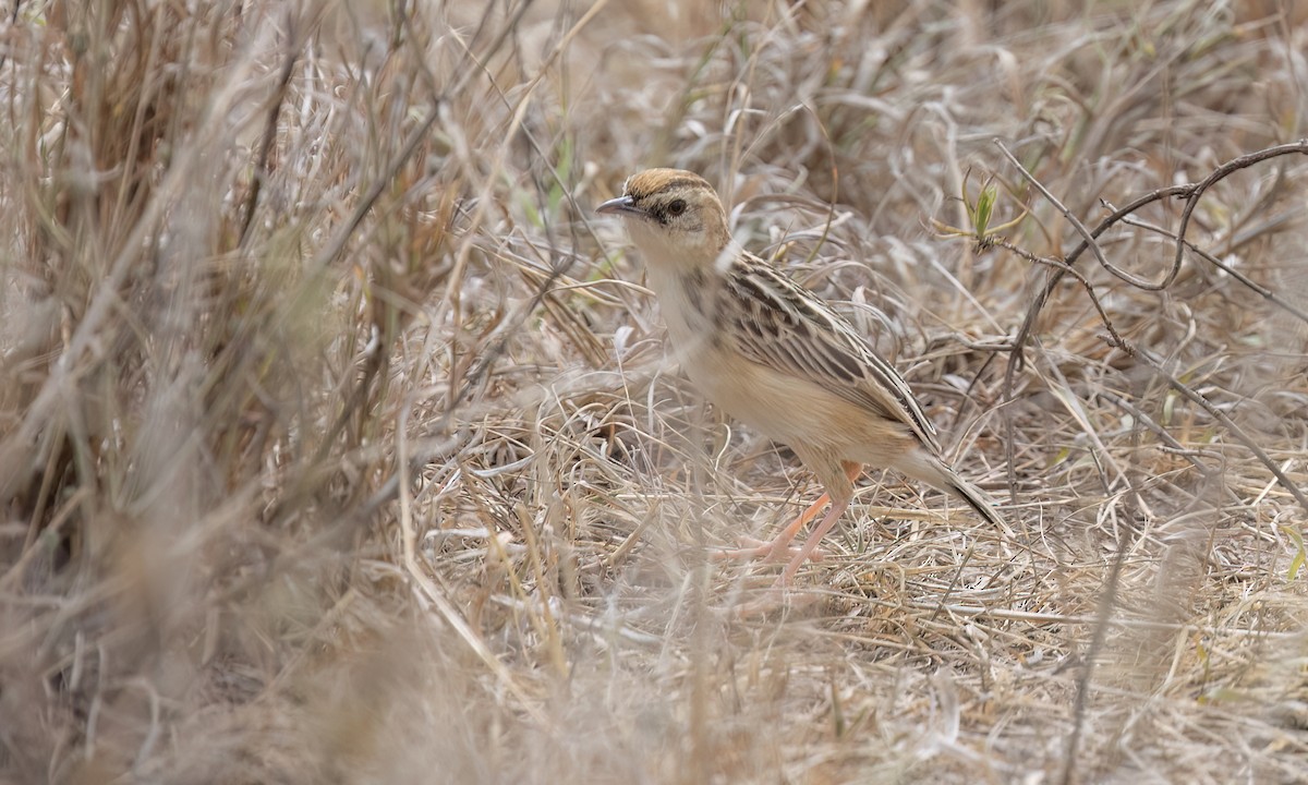 Pectoral-patch Cisticola - ML637908264