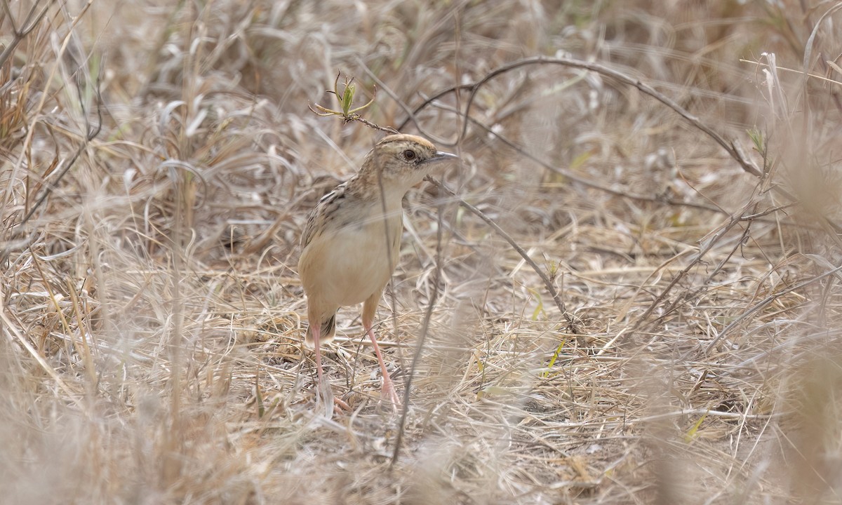 Pectoral-patch Cisticola - ML637908267