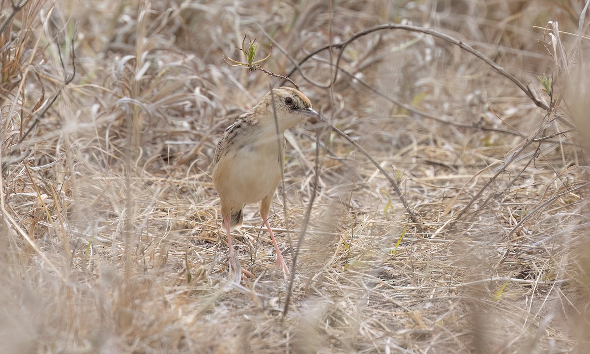 Pectoral-patch Cisticola - ML637908269