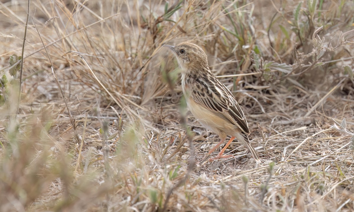 Pectoral-patch Cisticola - ML637908275