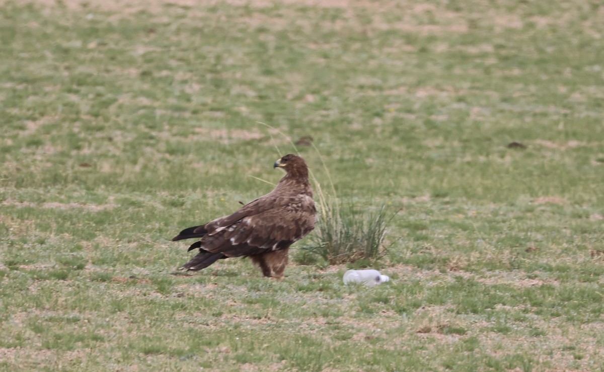 Steppe Eagle - ML637908310