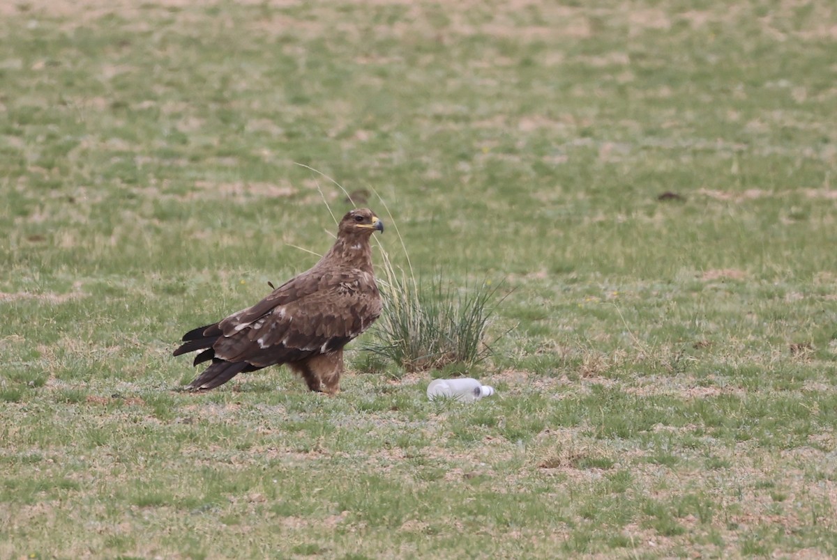 Steppe Eagle - ML637908311