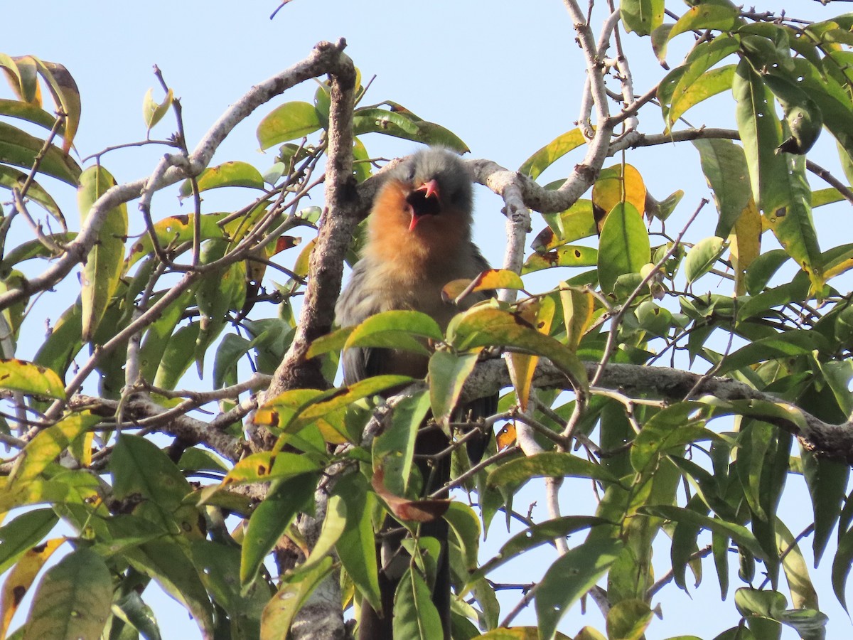 Red-billed Malkoha - ML637908585