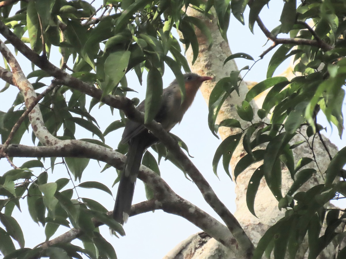 Red-billed Malkoha - ML637908586