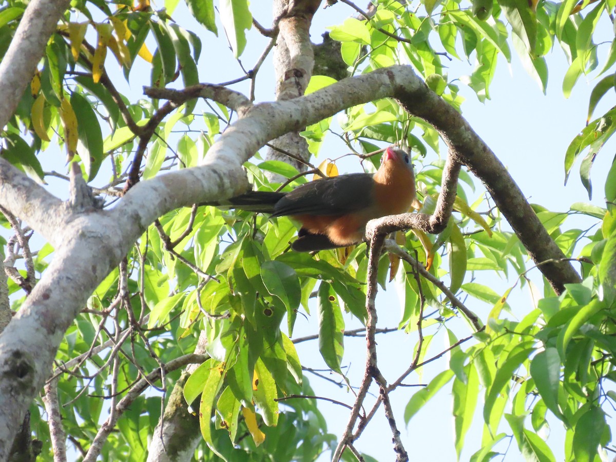 Red-billed Malkoha - ML637908588