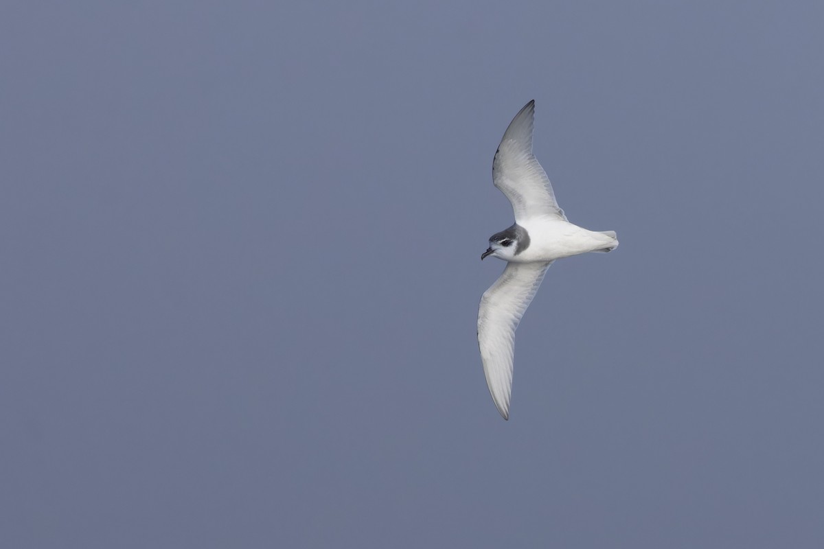 Blausturmvogel - ML637908591