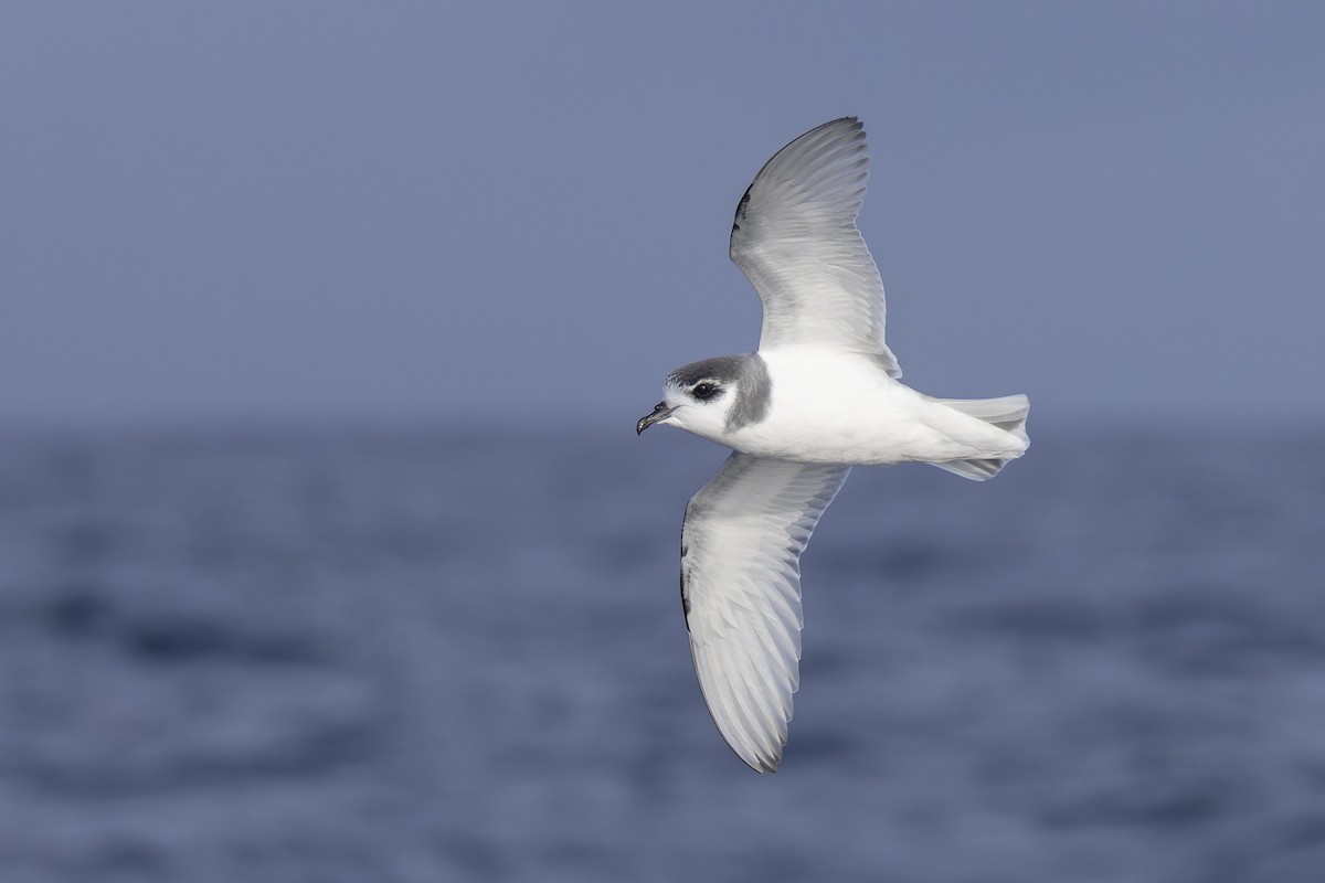 Blausturmvogel - ML637908592