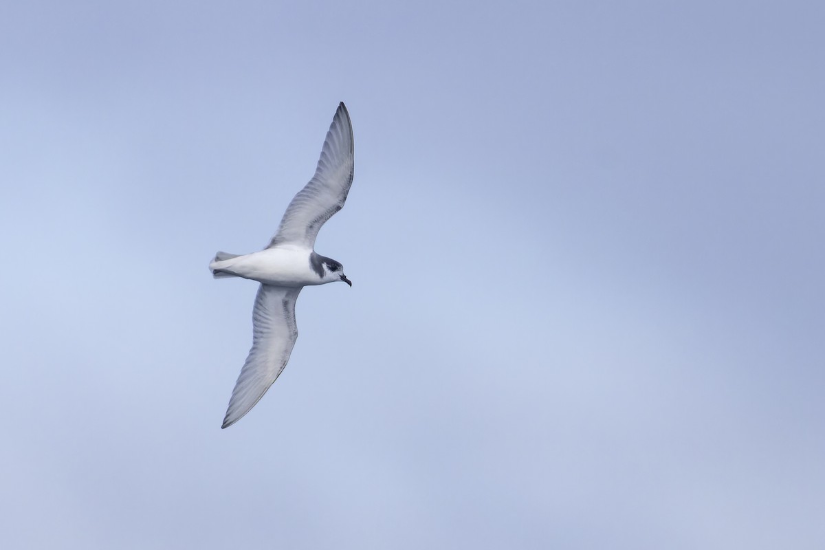 Blausturmvogel - ML637908593