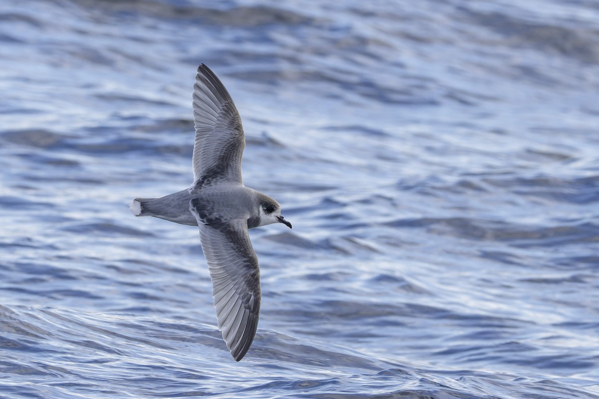 Blausturmvogel - ML637908594