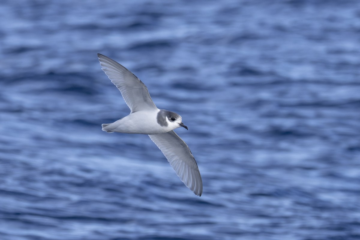 Blausturmvogel - ML637908595