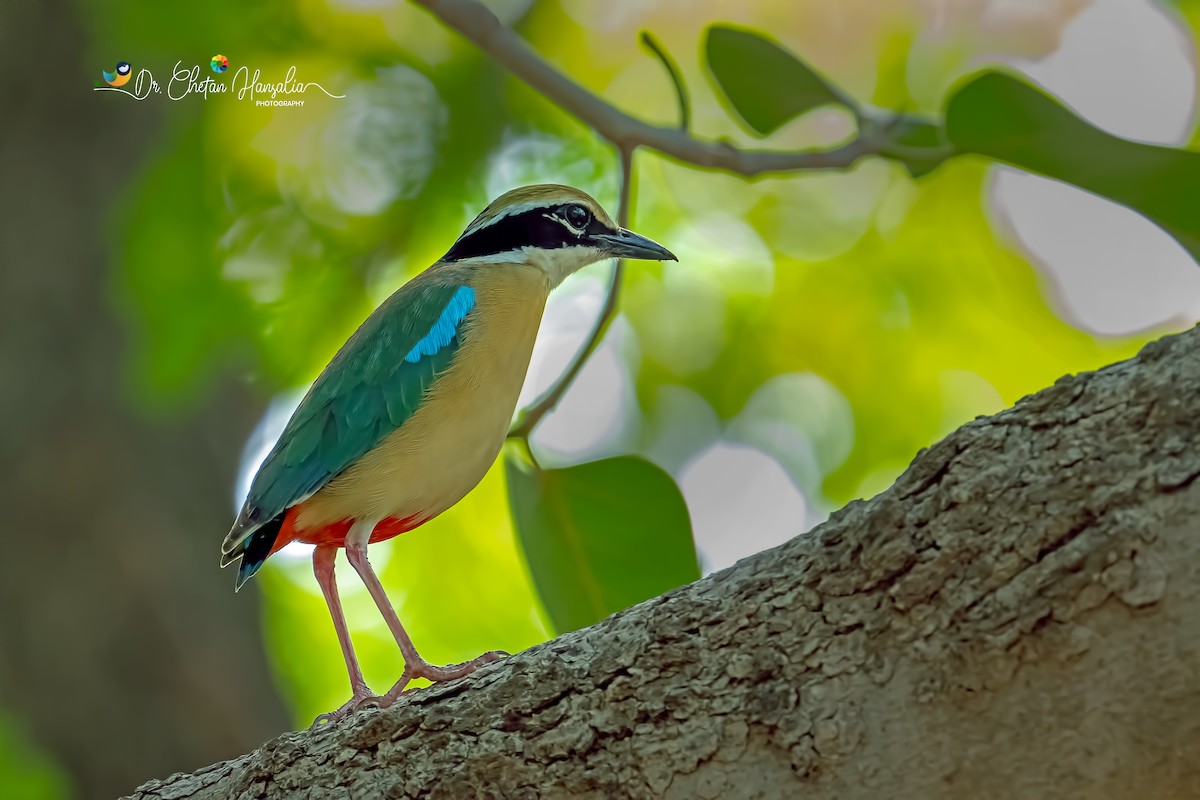 Indian Pitta - ML637908708