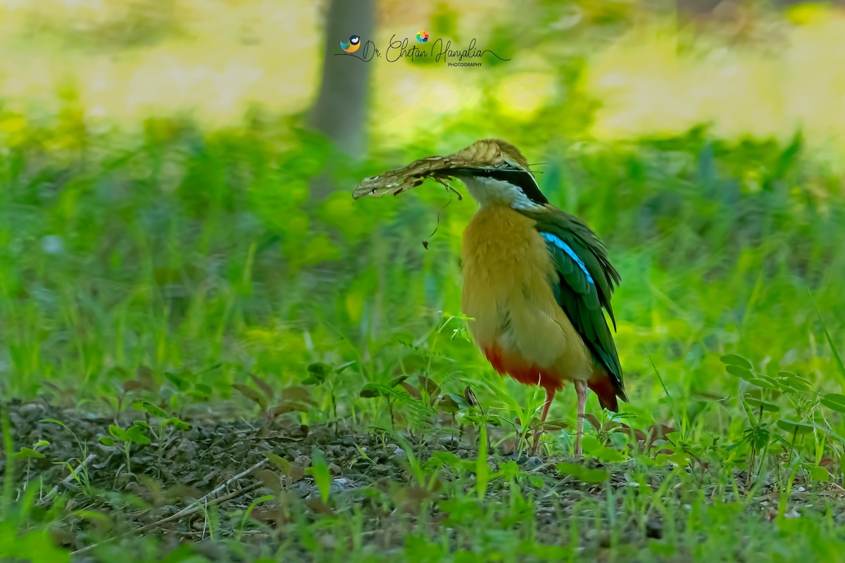 Indian Pitta - ML637908709