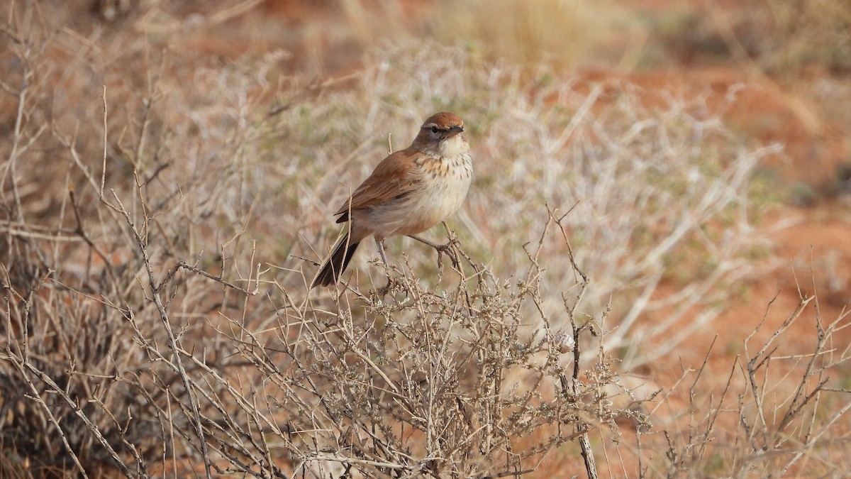 Dune Lark (Barlow's) - ML637908713
